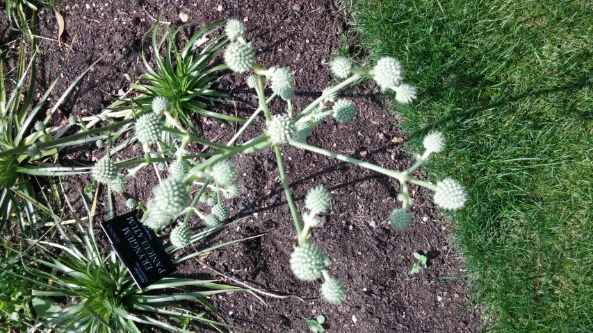 Eryngium paniculatum plantplacesimage20150705_141927.jpg