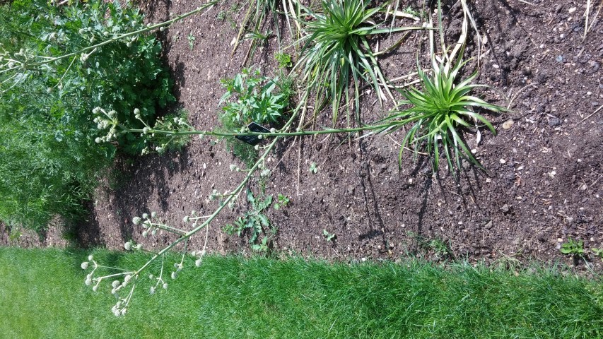 Eryngium paniculatum plantplacesimage20150705_141942.jpg