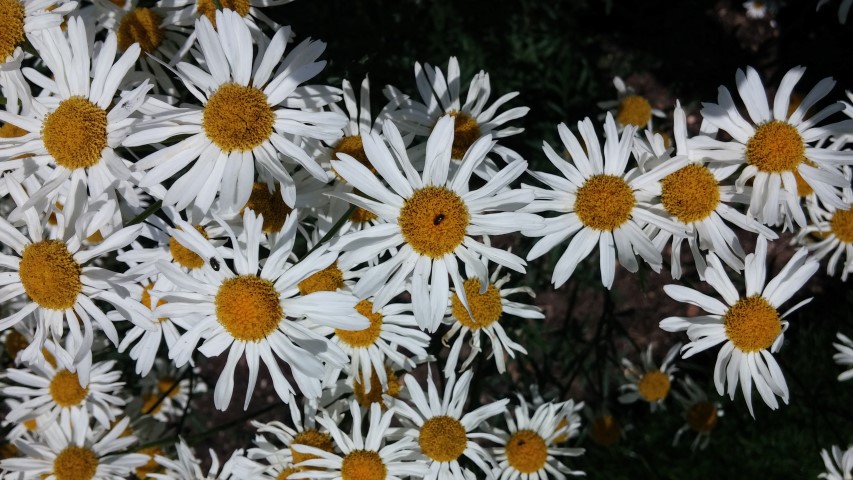 Tanacetum corymbosum plantplacesimage20150705_142026.jpg