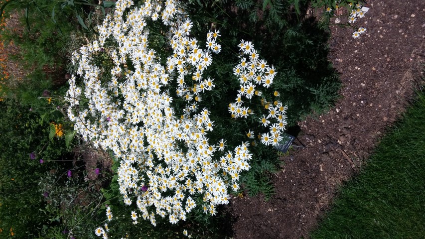 Tanacetum corymbosum plantplacesimage20150705_142053.jpg