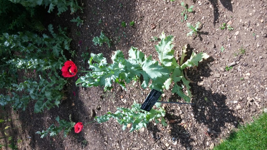 Galanthus woronowii plantplacesimage20150705_142745.jpg