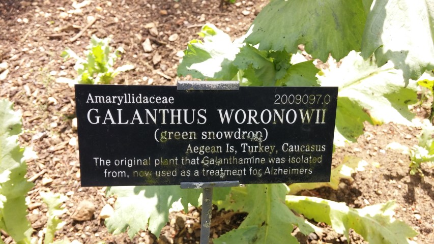 Galanthus woronowii plantplacesimage20150705_142755.jpg