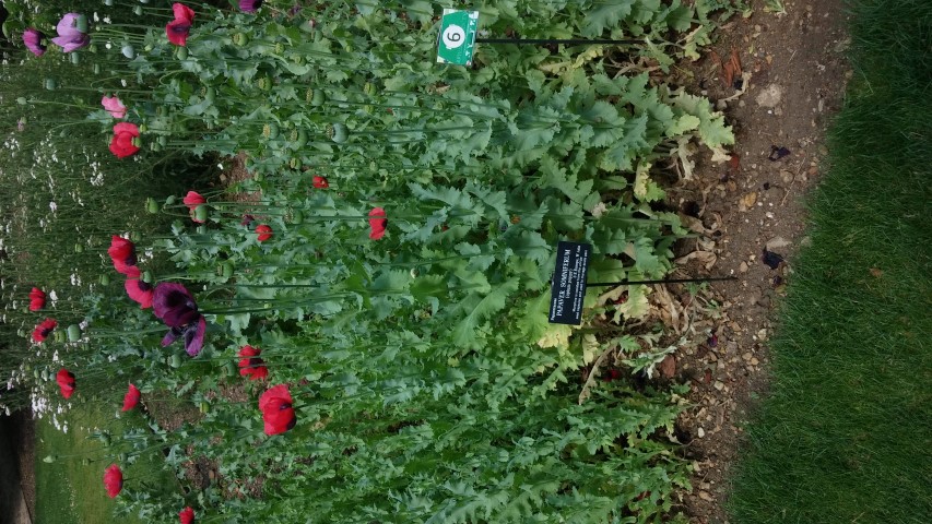 Papaver somniferum plantplacesimage20150705_143054.jpg