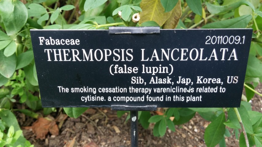 Thermopsis lanceolata plantplacesimage20150705_143133.jpg