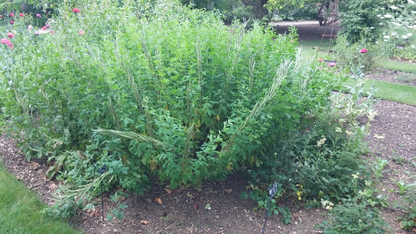 Thermopsis lanceolata plantplacesimage20150705_143151.jpg