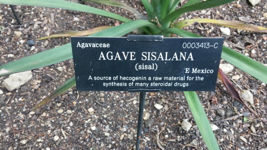 Aga sisalana plantplacesimage20150705_143308.jpg