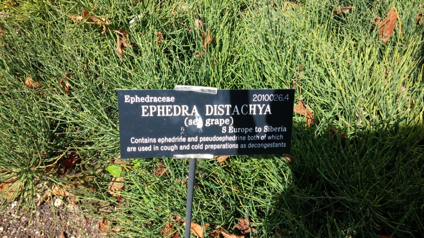 Ephedra distachya plantplacesimage20150705_143609.jpg