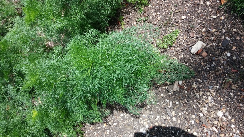 Ammi visnaga plantplacesimage20150705_143648.jpg