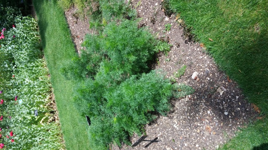 Ammi visnaga plantplacesimage20150705_143705.jpg