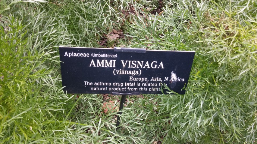 Ammi visnaga plantplacesimage20150705_143716.jpg