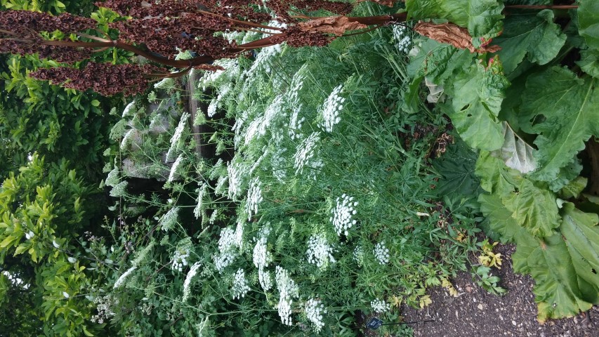 Ammi majus plantplacesimage20150705_144144.jpg