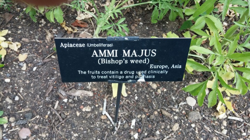 Ammi majus plantplacesimage20150705_144202.jpg