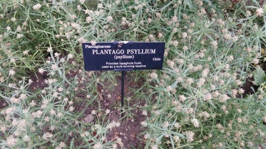 Platago psyllium plantplacesimage20150705_144824.jpg