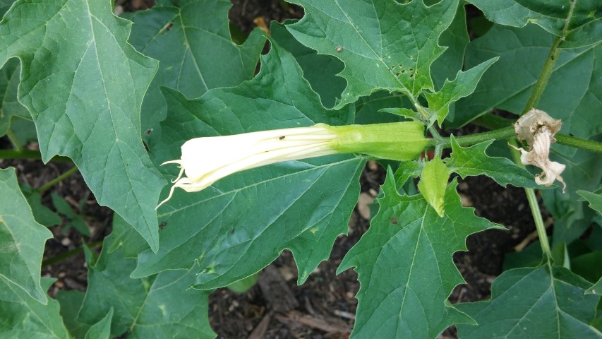 Datura stramonium plantplacesimage20150705_144922.jpg