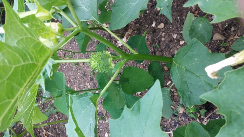 Datura stramonium plantplacesimage20150705_144935.jpg