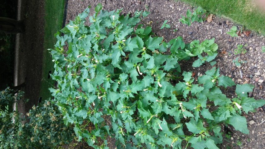 Datura stramonium plantplacesimage20150705_144943.jpg