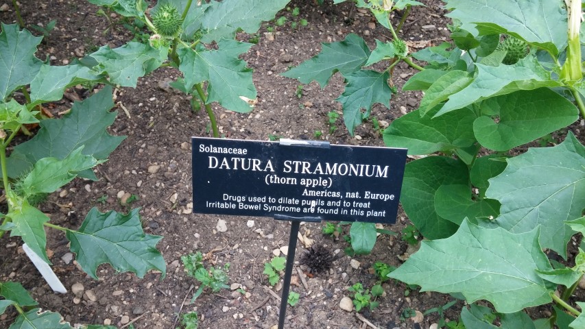Datura stramonium plantplacesimage20150705_144951.jpg