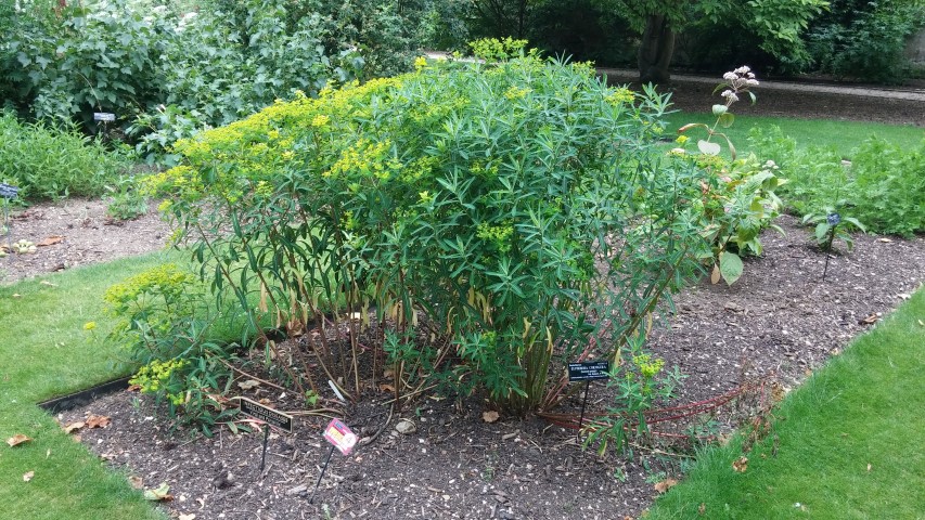 Euphorbia cornigera plantplacesimage20150705_145036.jpg