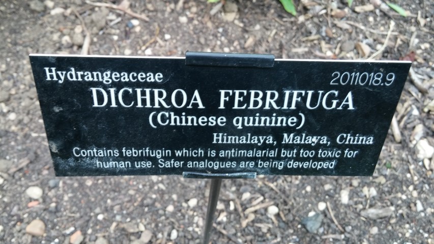 Dichroa febrifuga plantplacesimage20150705_145219.jpg