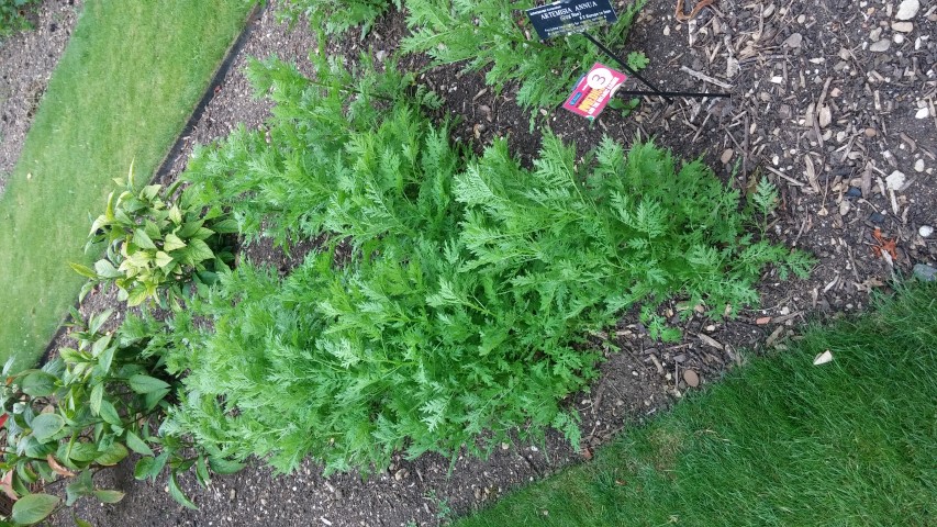 Artemesia annua plantplacesimage20150705_145304.jpg