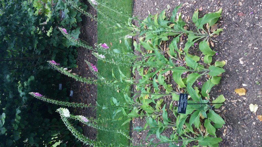 Digitalis purpurea plantplacesimage20150705_150204.jpg