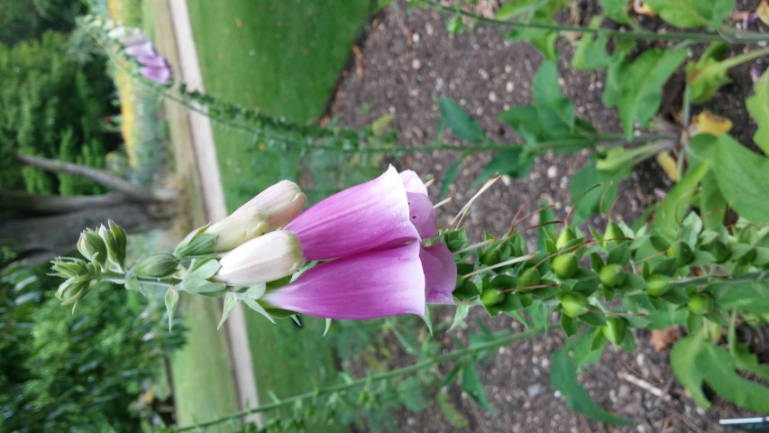 Digitalis purpurea plantplacesimage20150705_150216.jpg