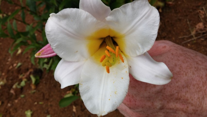 Lilium regale plantplacesimage20150705_150536.jpg