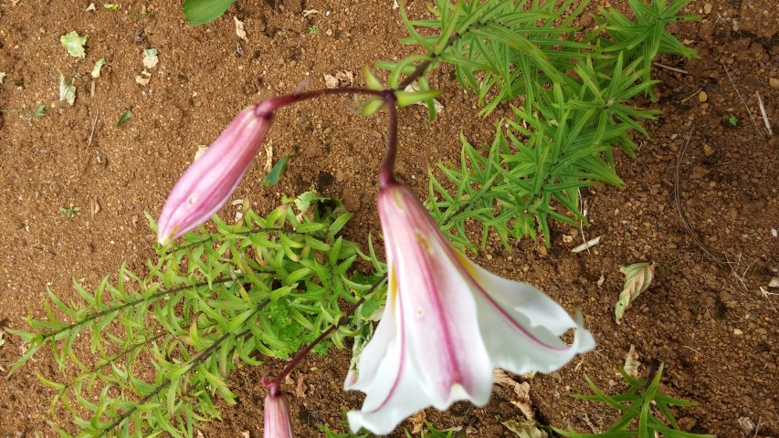 Lilium regale plantplacesimage20150705_150548.jpg