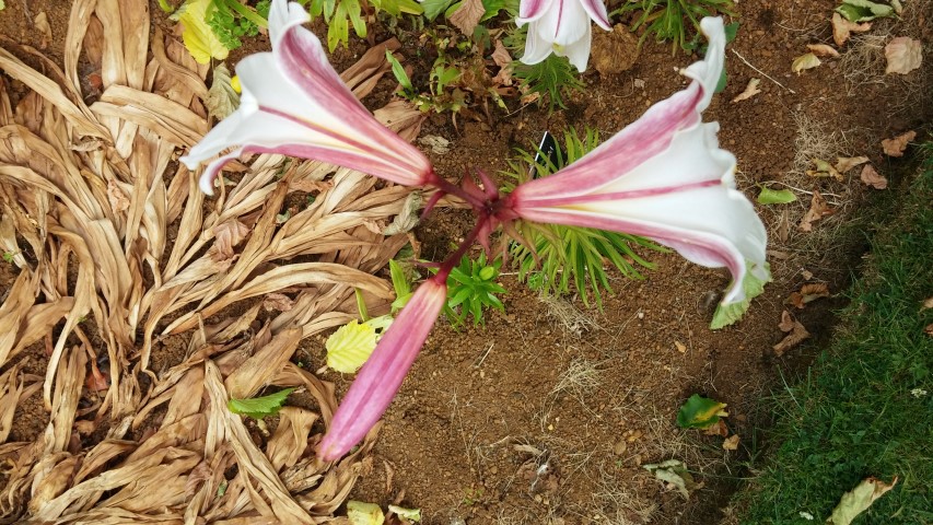 Lilium speciosum plantplacesimage20150705_150653.jpg