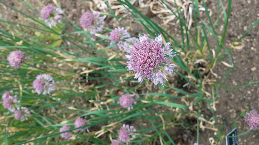 Alium hymenorrhizum plantplacesimage20150705_151654.jpg