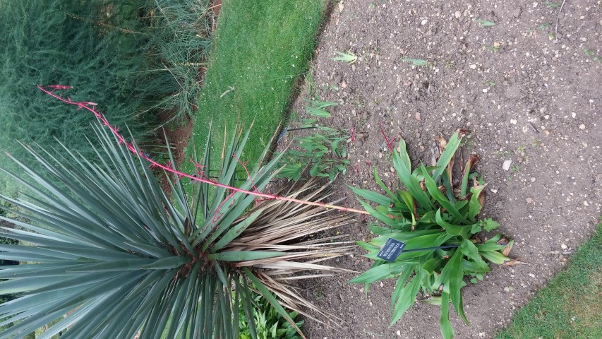 Beschorneria septentrionalis plantplacesimage20150705_151818.jpg