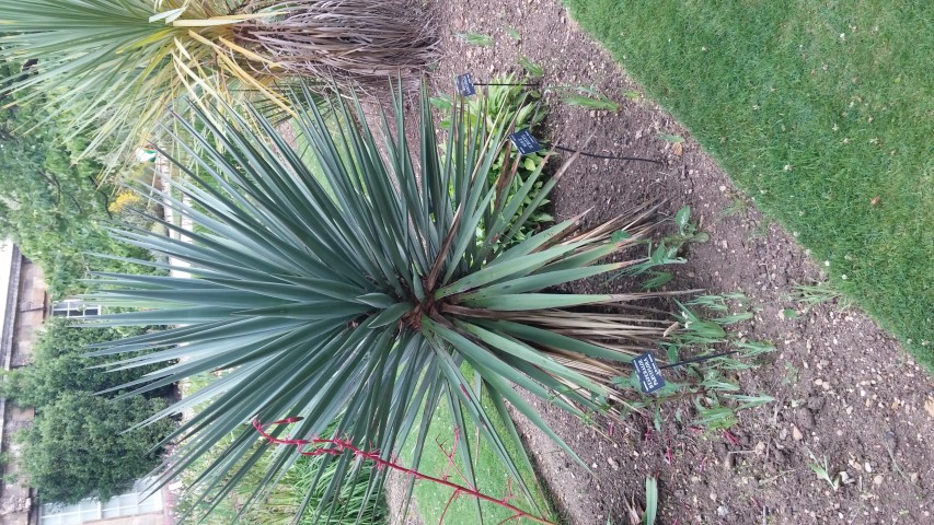 Agave schottii plantplacesimage20150705_151900.jpg