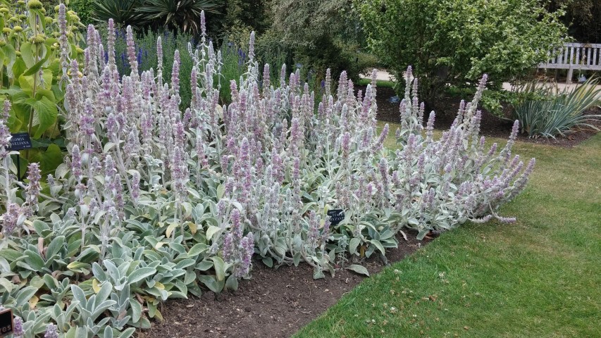 Stachys byzantina plantplacesimage20150705_152622.jpg