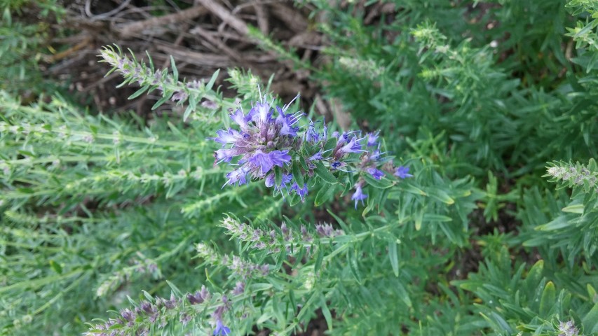 hyssopus officinalis plantplacesimage20150705_152646.jpg