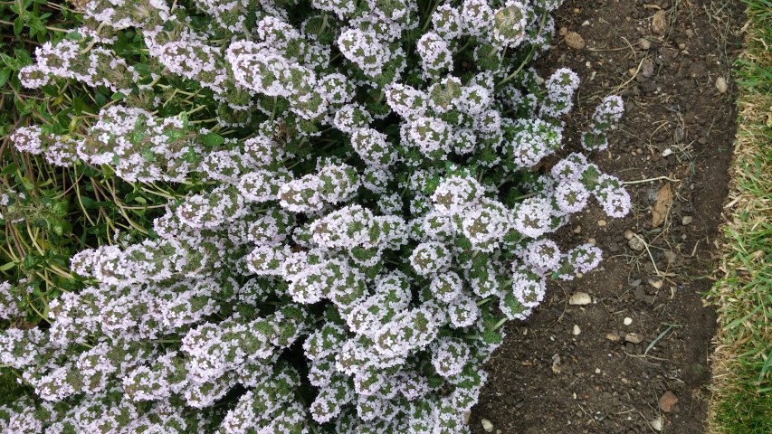 Thymus vulgaris plantplacesimage20150705_152743.jpg