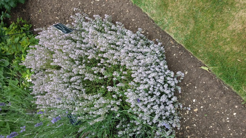 Thymus vulgaris plantplacesimage20150705_152752.jpg