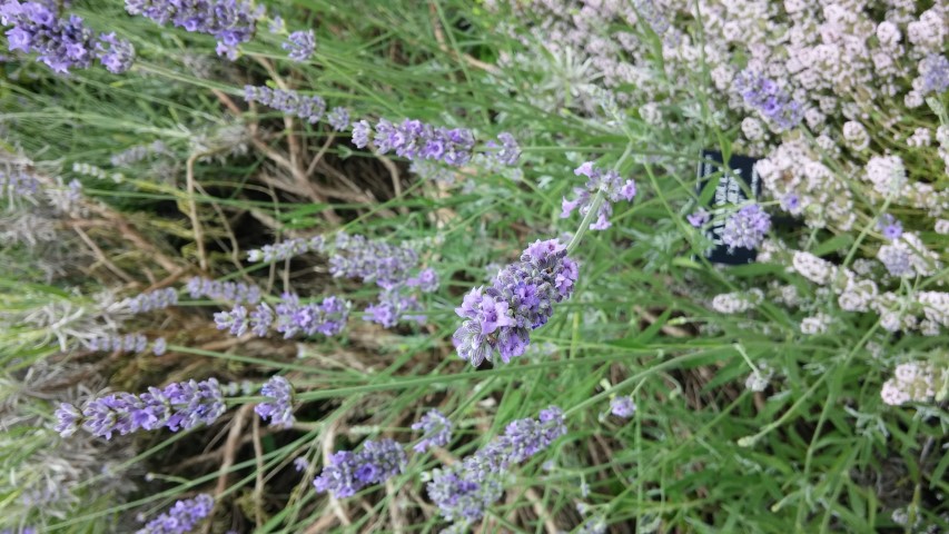 Lavandula x intermedia plantplacesimage20150705_152825.jpg