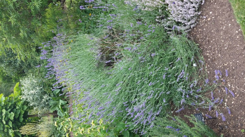 Lavandula x intermedia plantplacesimage20150705_152835.jpg