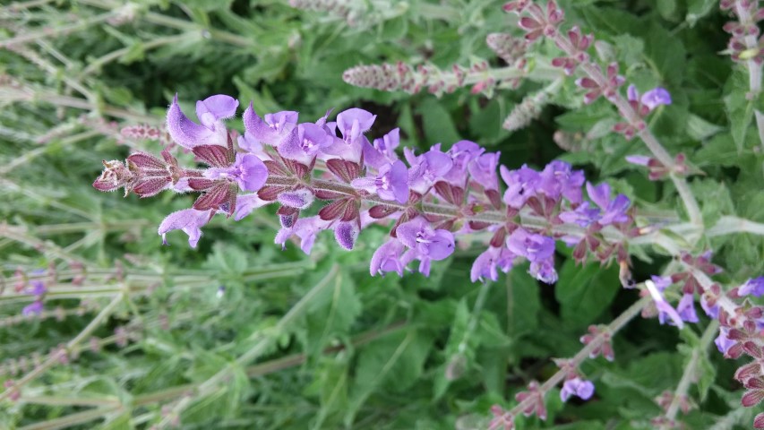 Salvia ringens plantplacesimage20150705_153047.jpg