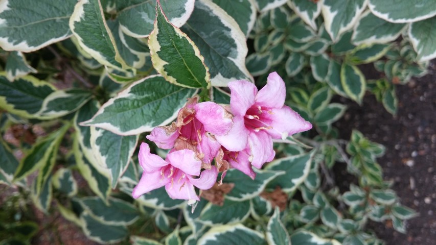 Weigela praecox plantplacesimage20150705_153345.jpg