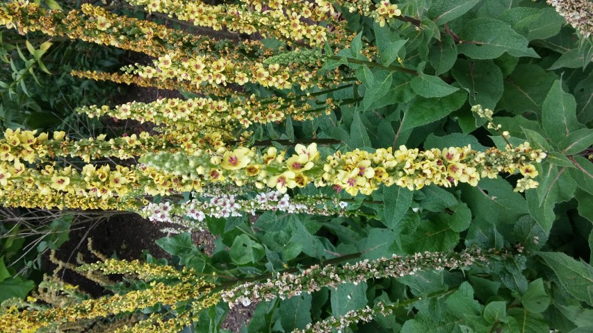Verbascum chaixii plantplacesimage20150705_153504.jpg