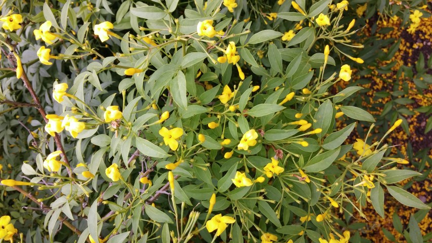 Jasminum humile plantplacesimage20150705_153605.jpg