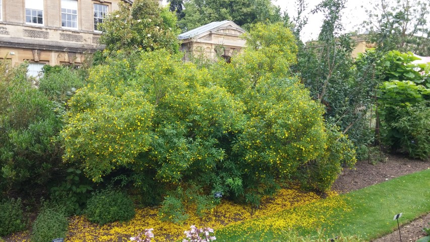 Jasminum humile plantplacesimage20150705_153628.jpg