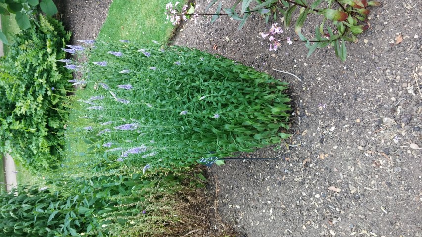Veronica longifolia plantplacesimage20150705_153701.jpg