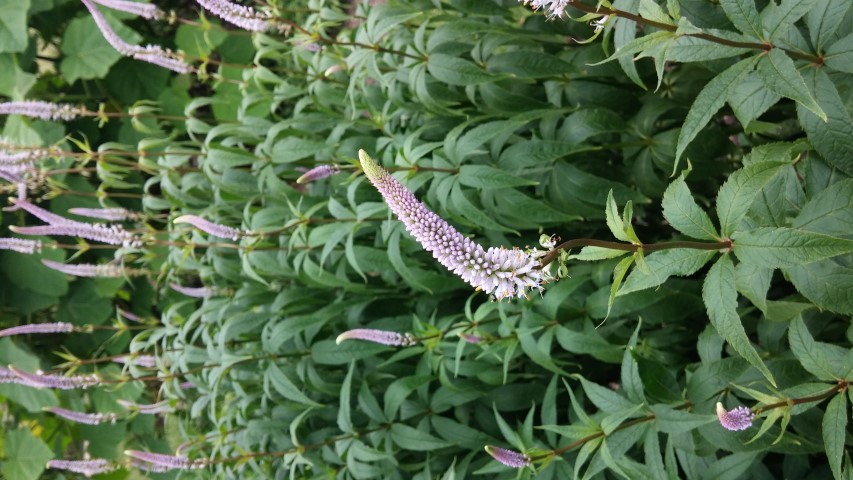 Veronicastrum sibiricum plantplacesimage20150705_153729.jpg