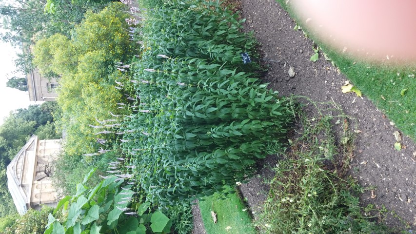 Veronicastrum sibiricum plantplacesimage20150705_153738.jpg