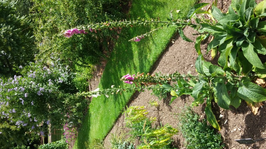 Digitalis purpurea plantplacesimage20150705_153915.jpg