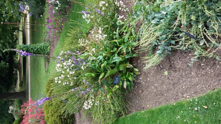 Pennisetum grandiflorus plantplacesimage20150705_154008.jpg