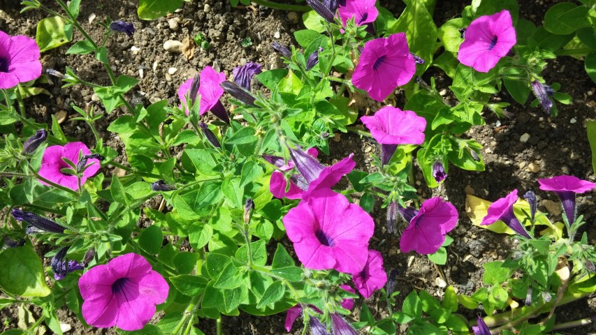 Petunia integrifolia plantplacesimage20150705_154137.jpg