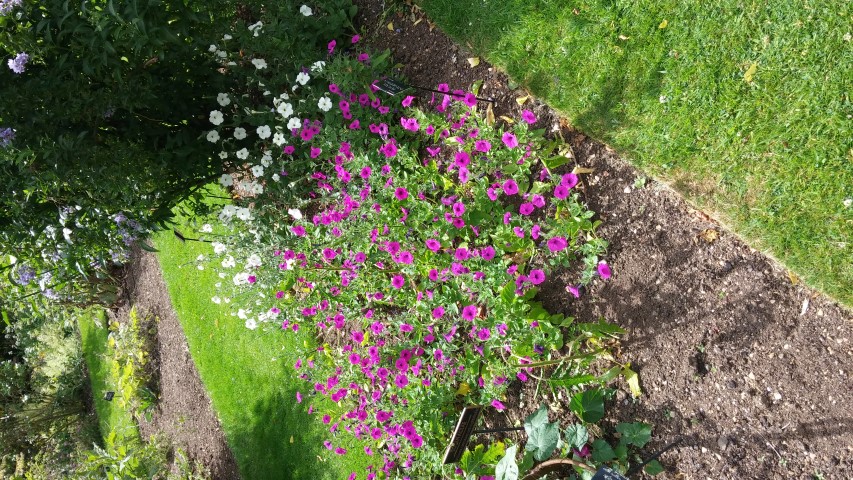 Petunia integrifolia plantplacesimage20150705_154148.jpg